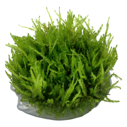 Vesicularia ferriei Weeping Moss in cup - Tropica