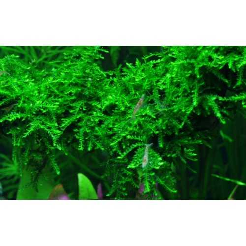 Vesicular Ferriei Weeping Moss in Cup - Tropica