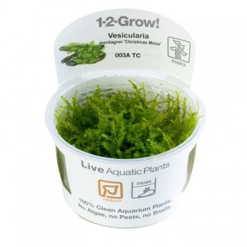 Christmas Moss mountains in cup - Tropica
