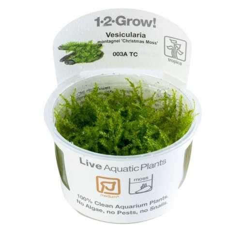 Vesicular Mountaini Christmas Moss in Cup -...