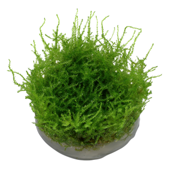 Vesiculaire Mountain Moss de Noël en coupe - Tropica 2