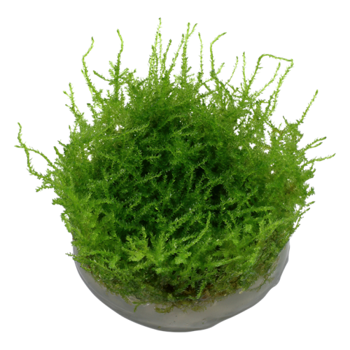 Vesiculaire Mountain Moss de Noël en coupe -...