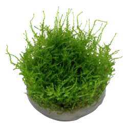 Vesicular Mountaini Christmas Moss in Cup - Tropica