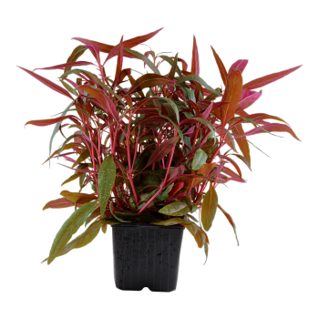 Alternanthera Reineckii Pink XL in jar - Tropica
