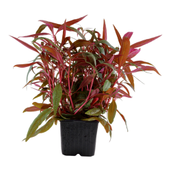 Alternanthera reineckii Pink XL in vasetto - Tropica