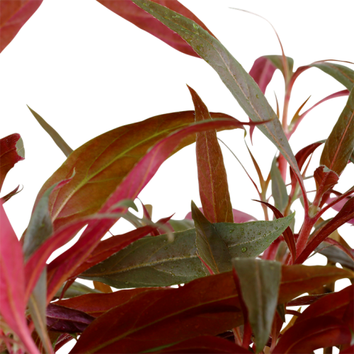 Alternanthera reineckii Pink XL in pot - Tropica