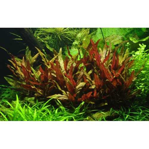 Alternanthera Reineckii Pink XL in jar - Tropica