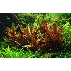 Alternanthera reineckii Pink XL in vasetto - Tropica