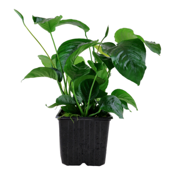 Anubias Bétones var. Caladiifolia XL dans JAR - Tropica