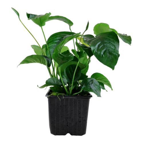 Anubias Bétones var. Caladiifolia XL dans JAR -...