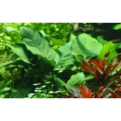 Anubias barteri var. caladiifolia XL in vasetto - Tropica