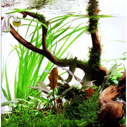 Cyperus Helferi à Jar - Tropica