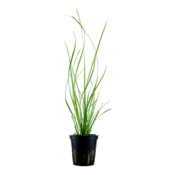 Cyperus Helferi à Jar - Tropica