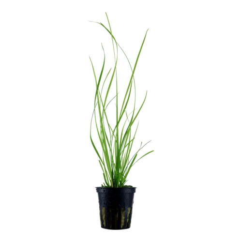 Cyperus helferi in pot - Tropica