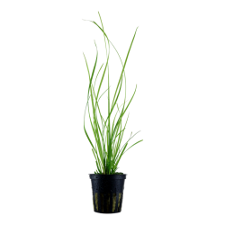 Cyperus Helferi à Jar - Tropica