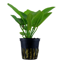 Echinodorus 'Aquartica' in vasetto - Tropica