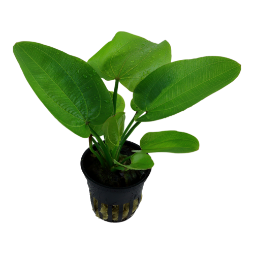 Echinodorus 'Aquarctica' in jar - Tropica