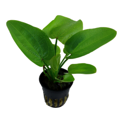 Echinodorus 'Aquartica' in vasetto - Tropica