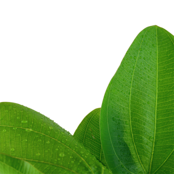 Echinodorus 'Aquartica' in vasetto - Tropica 2