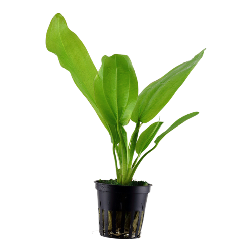 Echinodorus Cordifolius 'FLUITANS' in jar -...