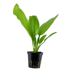 ECHINODORUS CORDIFOLIUS 'Fluitans' dans le pot - Tropica