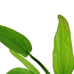 Echinodorus Cordifolius 'FLUITANS' in jar - Tropica