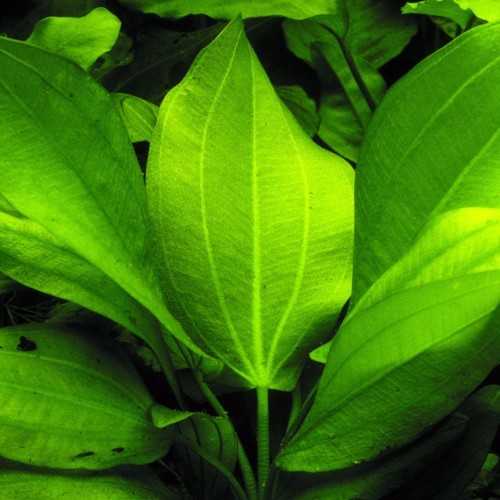 Echinodorus Cordifolius 'FLUITANS' in jar -...