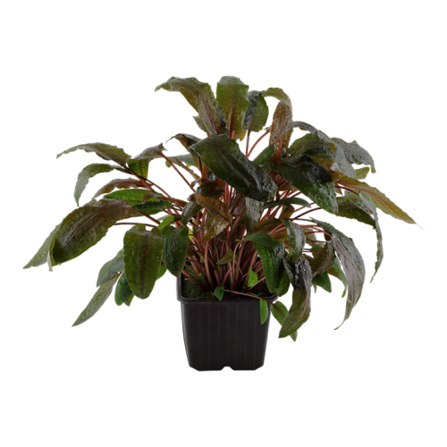 Cryptocoryne Wendtii Tropica XL in jar - Tropica