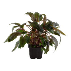 Cryptocoryne Wendtii Tropica XL in jar - Tropica