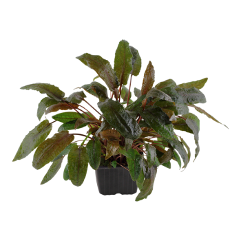 Cryptocoryne wendtiii Tropica Xl dans le pot - Tropica 2