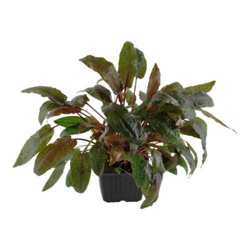 Cryptocoryne Wendtii Tropica XL in jar - Tropica