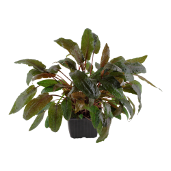 Cryptocoryne wendtiii Tropica Xl dans le pot - Tropica