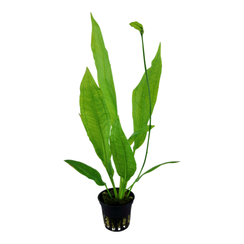 Echinodorus Grisebachii 'Bleherae' in jar -...