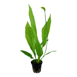 Echinodorus grisebachii 'Bleherae' dans Jar - Tropica