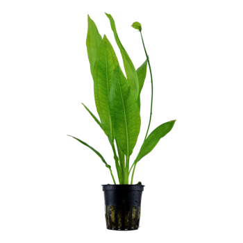 Echinodorus Grisebachii 'Bleherae' in jar - Tropica