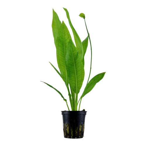 Echinodorus grisebachii 'Bleherae' in vasetto - Tropica