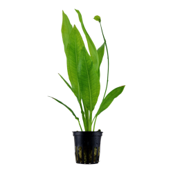 Echinodorus grisebachii 'Bleherae' dans Jar - Tropica