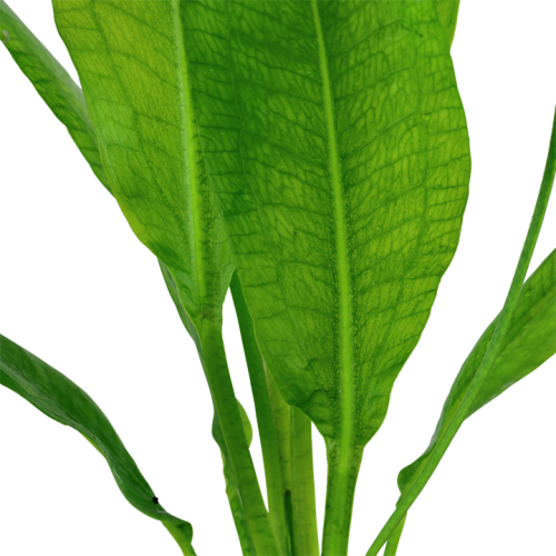 Echinodorus grisebachii 'Bleherae' in vasetto -...