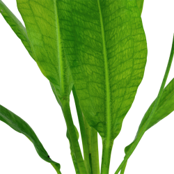 Echinodorus Grisebachii 'Bleherae' in jar - Tropica