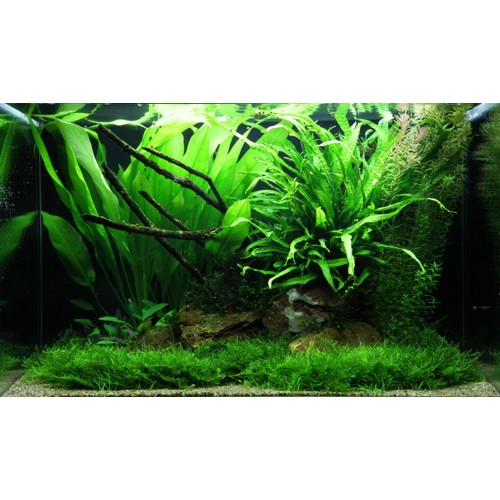 Echinodorus grisebachii 'Bleherae' dans Jar -...