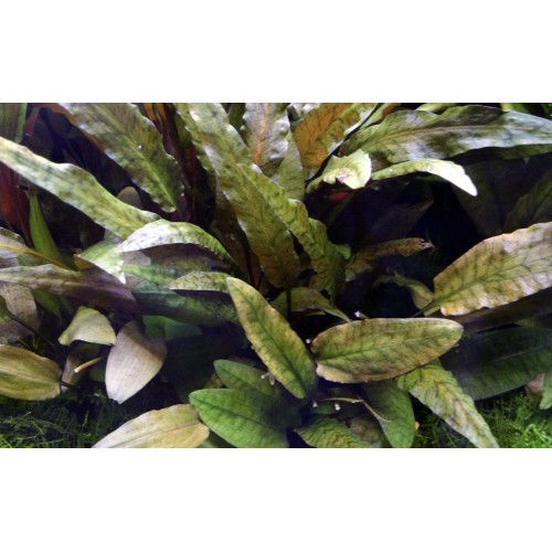 Cryptocoryne wendtiii Tropica Xl dans le pot -...