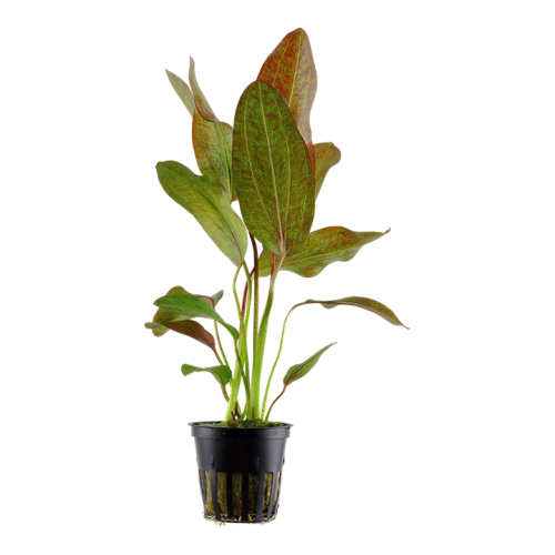 Echinodorus 'Ozelot' in pot - Tropica
