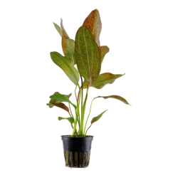 Echinodorus 'ozelot' in jar - Tropica
