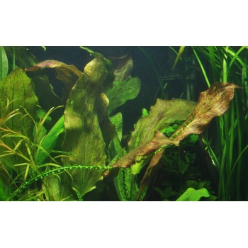 Echinodorus 'ozelot' dans le pot - Tropica 2