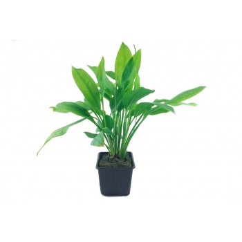 Echinodorus grisebachii bulherae xl dans le pot - Tropica