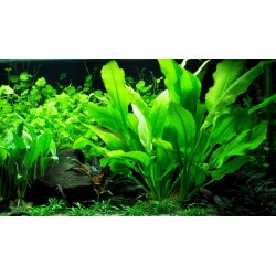 Echinodorus grisebachi Bleherae XL in pot - Tropica