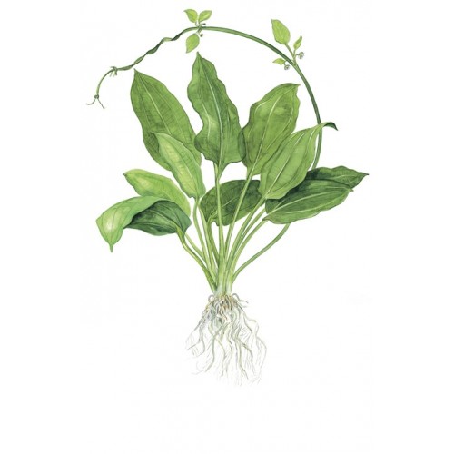 Echinodorus grisebachi Bleherae XL in pot -...