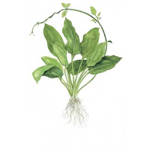 Echinodorus Grisebachii Bleherae XL in jar -...