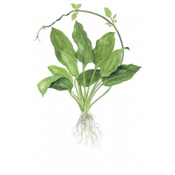 Echinodorus grisebachii bulherae xl dans le pot - Tropica