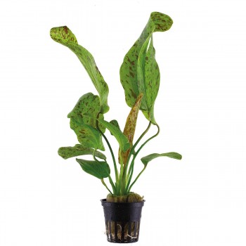 Echinodorus 'Ozelot Green' in pot - Tropica